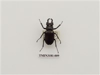 藏品(毛栗深山鍬形蟲)的圖片